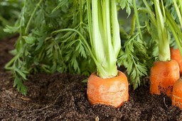 В Чувашии будут увеличены посевные площади под овощами открытого грунта и картофелем