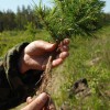 Чувашия вошла в ТОП-10 регионов по эффективности ведения лесного хозяйства в России