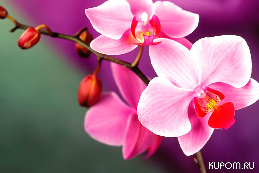 Многоликая красавица орхидея