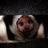 Выявлен возбудитель африканской чумы свиней в завезенной продукции