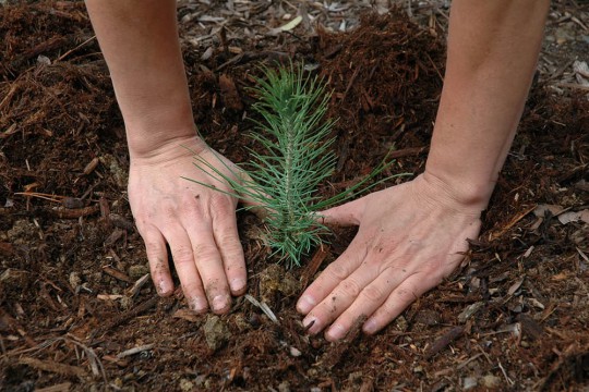 В лесничествах Чувашии ведутся работы по подготовке семян лесных растений к весеннему посеву