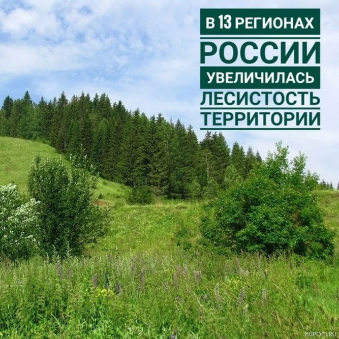 В 13 регионах России увеличилась лесистость территории