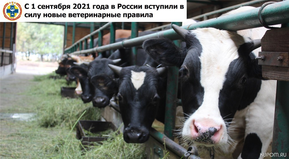 С 1 сентября 2021 года в России вступили в силу новые ветеринарные правила
