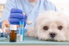 1 сентября 2021 года в силу вступил приказ по рецептам в ветеринарии