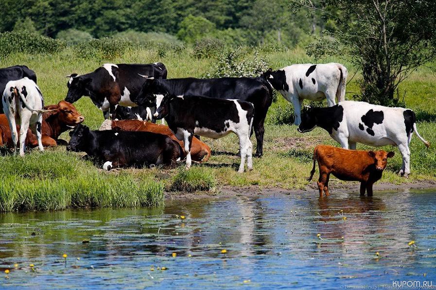 154,5 млн. рублей на содержание 48 тыс. коров выплачено личным подсобным хозяйствам республики