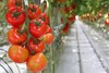 Объем урожая овощей в тепличных комплексах республики превышает прошлогодние показатели на 34%