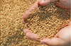 В сельхозорганизациях республики семена яровых зерновых и зернобобовых культур засыпаны в объеме 44,5 тыс. тонн.