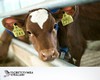 В Госдуму внесен законопроект об учете и маркировании животных