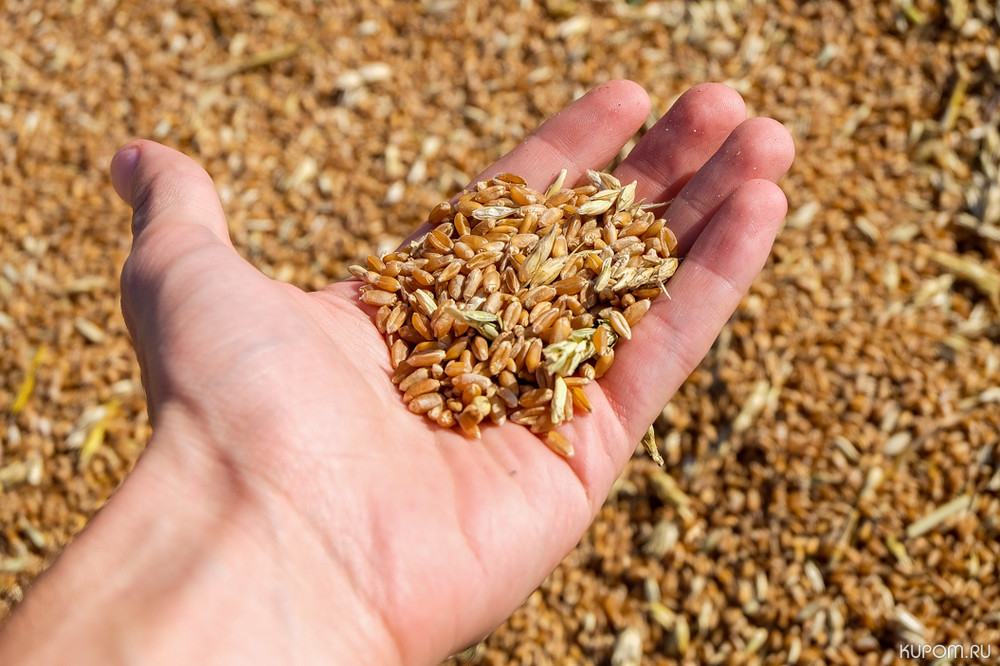 В сельскохозяйственных организациях республики семена яровых зерновых и зернобобовых культур засыпаны в объеме 45,8 тыс. тонн
