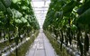 Объем урожая овощей в тепличных комплексах республики превышает прошлогодние показатели на 32,4%