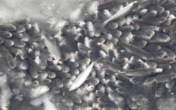 Минприроды о заморе рыбы в Чебоксарском заливе