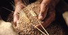 В сельхозорганизациях республики семена яровых зерновых и зернобобовых культур засыпаны в объеме 47,1 тыс. тонн