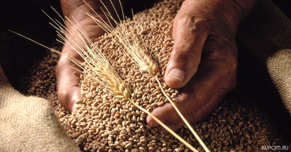 В сельхозорганизациях республики семена яровых зерновых и зернобобовых культур засыпаны в объеме 47,1 тыс. тонн