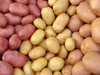 В рамках XIV межрегиональной выставки «Картофель-2022» будет организована продажа семенного картофеля