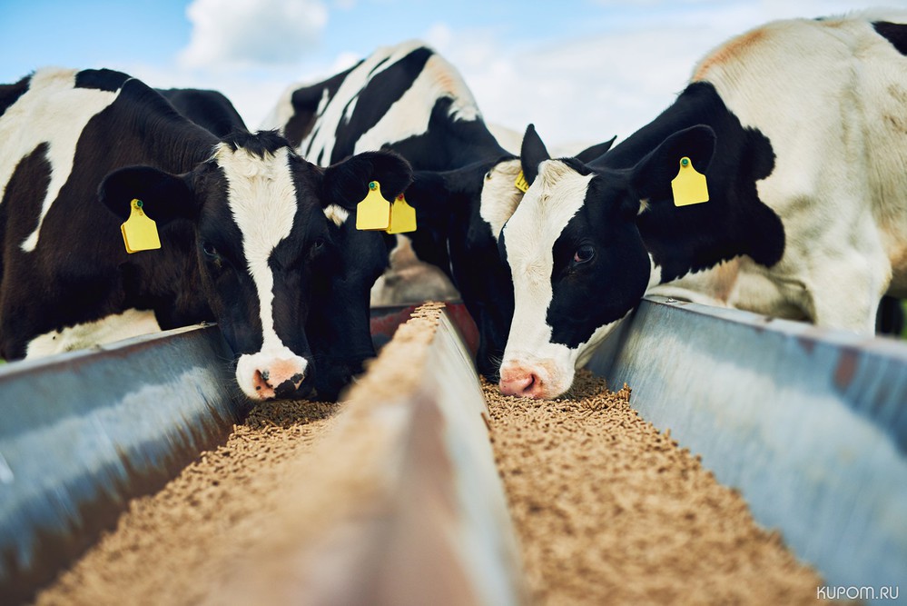 Расширяется субсидируемый перечень кормов для молочного КРС