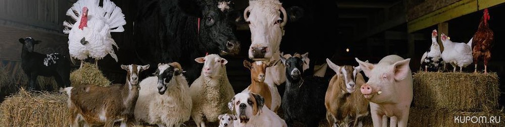 С начала 2022 года Управлением Россельхознадзора проконтролирован вывоз животных из Чувашской Республики в 17 регионов страны