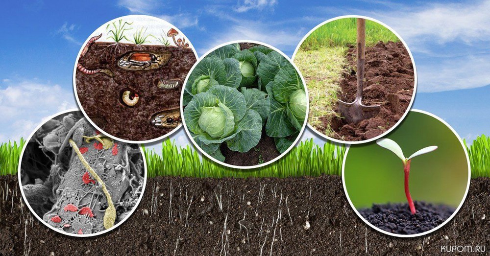 Важнейшей задачей аграриев является сохранение и повышение плодородия почв
