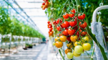 Урожай тепличных овощей в Чувашии превышает рекордные объемы прошлого года на 7,4%