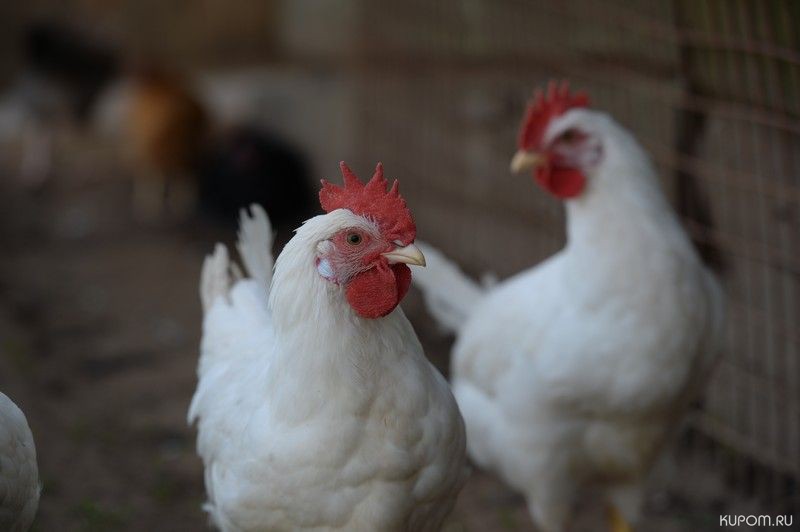В Чувашии производство мяса птицы увеличилось на 16,2%