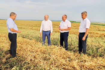 Аграрии Яльчикского района приступили к уборке нового урожая