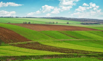 Правительство РФ упростит процедуру аренды государственных сельхозземель