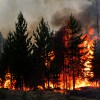 Лесной пожар рядом с поселком Сосновка в Заволжье локализован