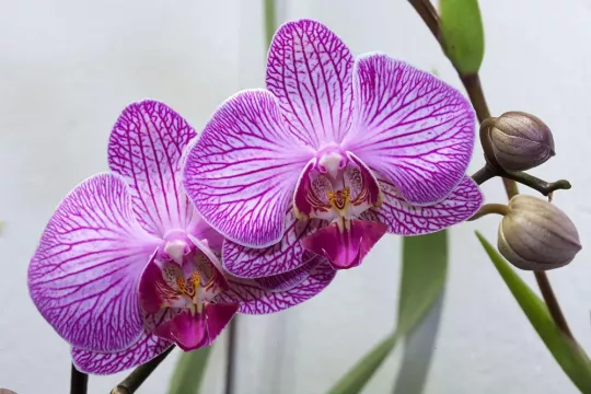Как вырастить орхидею ?