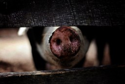 Выявлен возбудитель африканской чумы свиней в завезенной продукции
