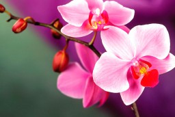 Многоликая красавица орхидея